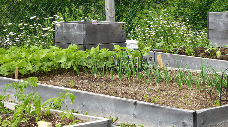 Jardin communautaire